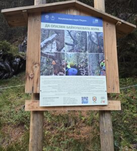 Открийте Байкушевата мура – най-старото иглолистно дърво в България, разположено над Банско. Разберете как да стигнете, къде да паркирате и каква е легендата за този 1300-годишен страж на Пирин.