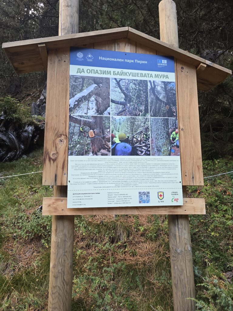 Discover the Baykushevata mura – the oldest coniferous tree in Bulgaria, located above Bansko. Find out how to get there, where to park and what the legend is about this 1300-year-old guardian of Pirin.