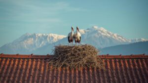 A nest of white storks on a roof in the village of Banya with the Pirin Mountains in the background