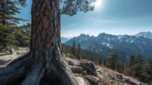 Вековна черна мура на фона на скалистите върхове в Национален парк Пирин