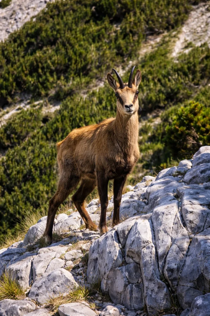 Дива коза (Rupicapra rupicapra) гледа към камерата върху скалист терен в Пирин планина.