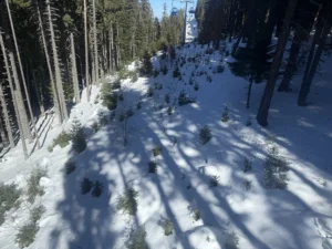 Заснежена просека под трасето на кабинковия лифт с растящи млади иглолистни дръвчета и преминаваща гондола в далечината.