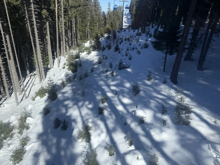 Заснежена просека под трасето на кабинковия лифт с растящи млади иглолистни дръвчета и преминаваща гондола в далечината.