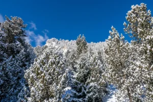 A dense coniferous forest of tall mulberries, whose branches are weighed down by a thick layer of fresh fluffy snow in the Pirin Mountains near Bansko.