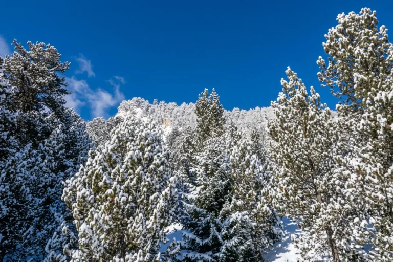 A dense coniferous forest of tall mulberries, whose branches are weighed down by a thick layer of fresh fluffy snow in the Pirin Mountains near Bansko.