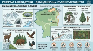 Infographics of the Bayuvi Dupki - Dzhindzhiritsa reserve in Pirin National Park: map of the territory, centuries-old groves, fauna (chamois, bear, eagle), fire bans, tents and behavior in the strict zone.