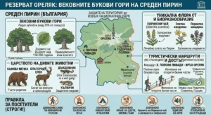 Infographics of the "Orelyak" reserve in Middle Pirin: beech forests (>150 years old), Pirin tea, Orelyak peak (2099 m), fauna (bear, roe deer), routes from Popovi Livadi hut and strict prohibitions