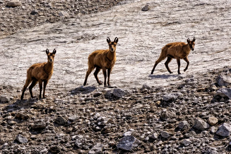 Три диви кози (Rupicapra rupicapra) вървят по скалист склон в Пирин планина.