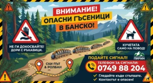 Илюстрация на предупредителен плакат за борова процесионка в Банско. Показва колона от космисти гъсеници, пълзящи по горска пътека с Пирин планина и връх Тодорка на заден план. Голямото заглавие на български гласи: "ВНИМАНИЕ! ОПАСНИ ГЪСЕНИЦИ В БАНСКО!". Има триъгълни знаци, забраняващи докосването им с ръка (дори с ръкавици) и изискващи кучетата да са на повод. Карта вдясно показва локации "СКИ ПЪТ & РОЛБАН". Посочен е телефон 0749 88 204 за сигнали към Национален парк Пирин.