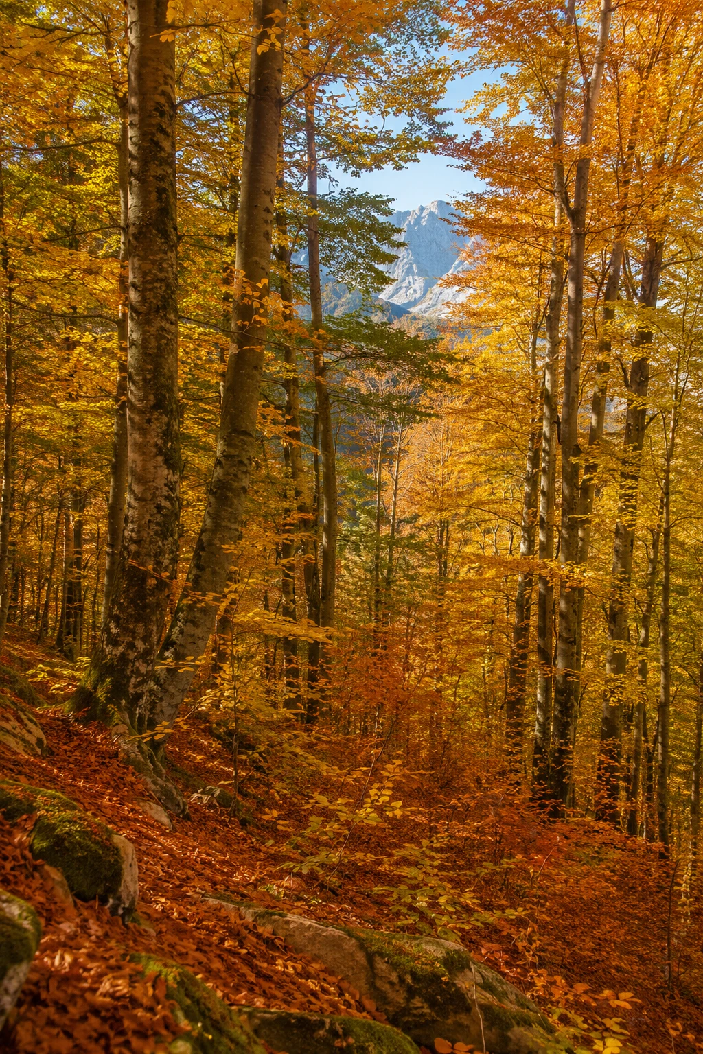 Autumn forests in Pirin