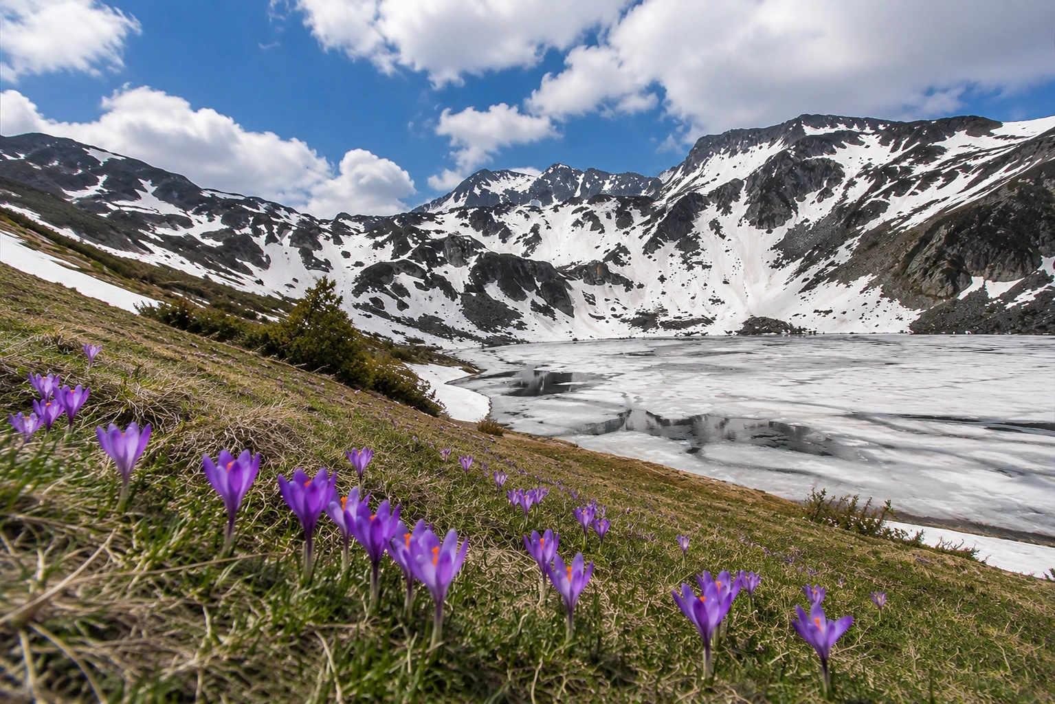 Flower meadow in Pirin spring